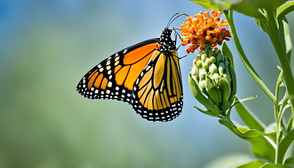 ciclo de vida da borboleta Monarca