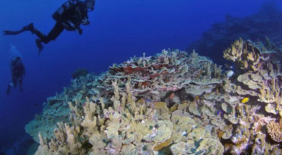 Mergulhe nos paraísos marinhos do mundo