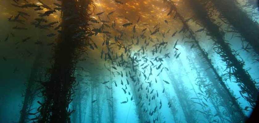 Florestas Aquáticas: Maravilhas Submersas Aguardam Você! As florestas aquáticas, também conhecidas como florestas submersa...