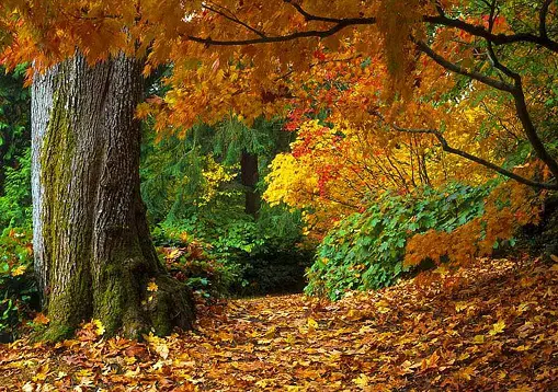 Tesoros de los bosques templados: biodiversidad única