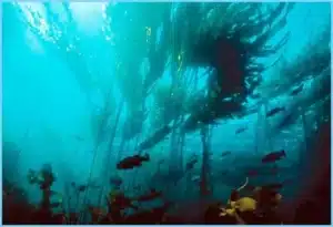 Profundezas: Vida Marinha e sua Adaptabilidade