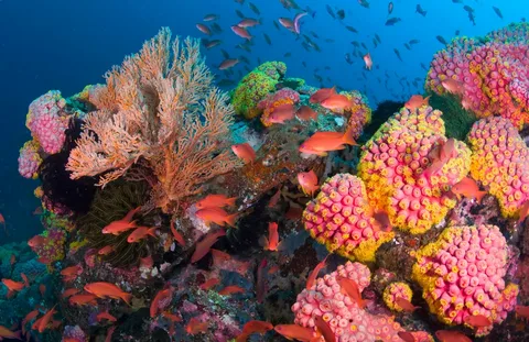 Salve o oceano: proteja as espécies!