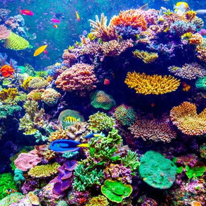 Coral reefs: marine life in balance