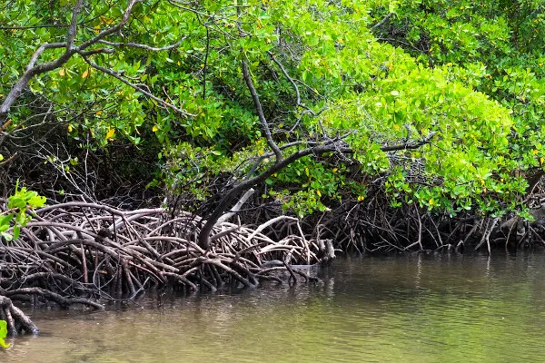 Le pouls des mangroves