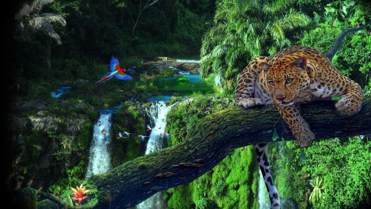 Discover the Treasure of the Rainforests!