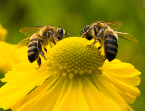 Abelhas: Guardiãs da Biodiversidade