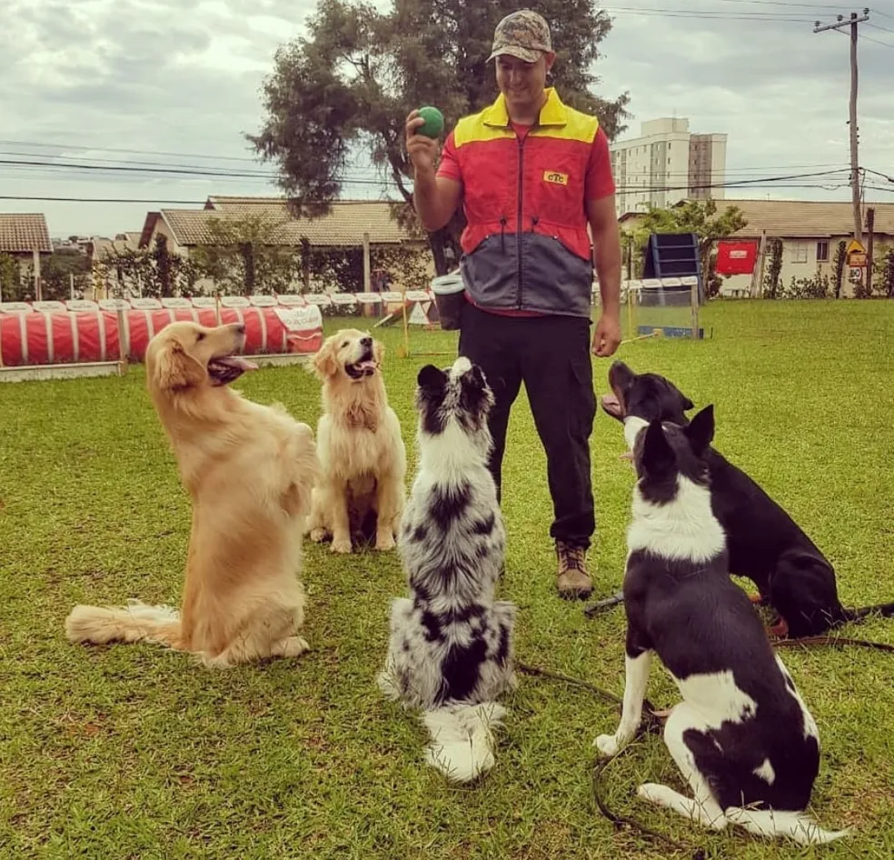 adestramento, cão, pet, cachorro