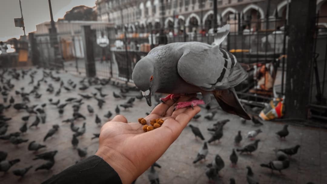 Um pombo-correio trouxe uma carta encantadora